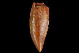 Serrated, Raptor Tooth - Real Dinosaur Tooth #130333-1